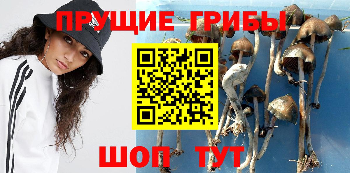 Псилоцибиновые грибы Cubensis  Вход с VPN  Нижнеудинск 